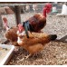 Pot luck bantam and pekin hatching eggs